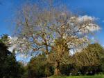 Saltram Gardens