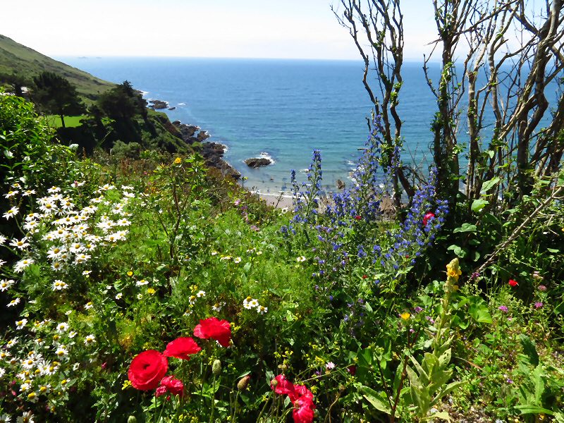 Polhawn Fort - Wild Flowers