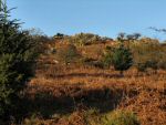 Leather Tor, Dartmoor