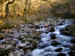 River Plym, Shaugh Bridge