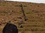 Down Tor Stone Row, Dartmoor