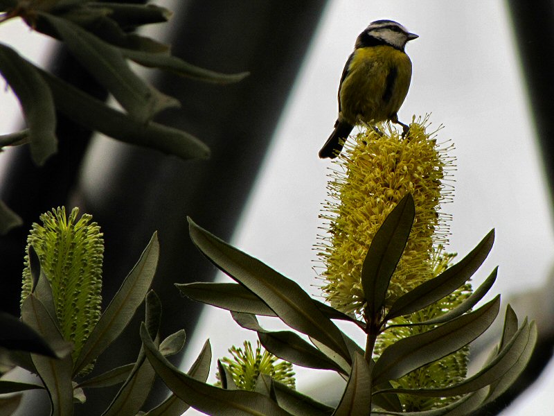 Blue Tit -  Mediterranean Biome