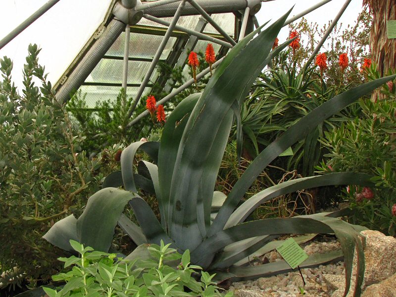 The Agaves -  Mediterranean Biome