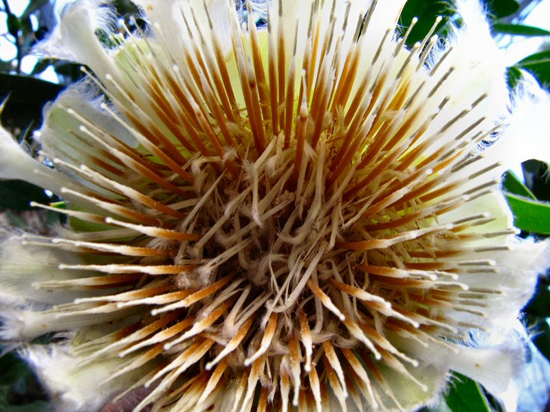 Inside the Mediterranean Biome