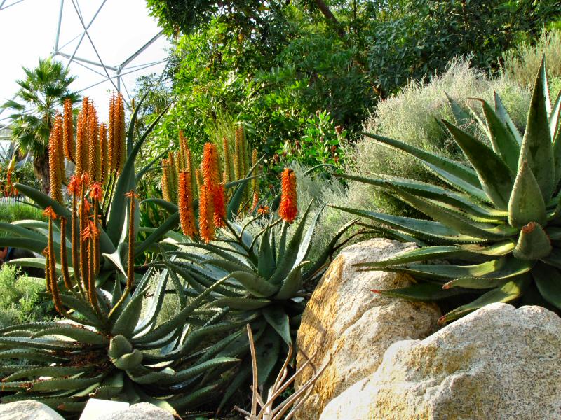 Inside the Mediterranean Biome