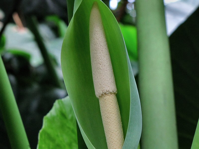 Inside the Rainforest Biome