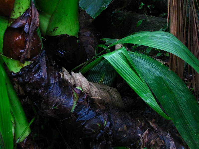 Inside the Rainforest Biome