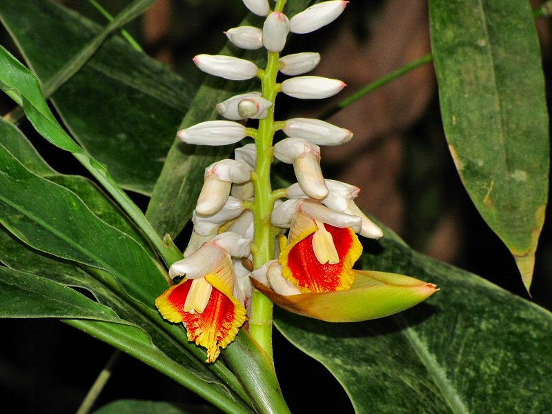 Inside the Rainforest Biome