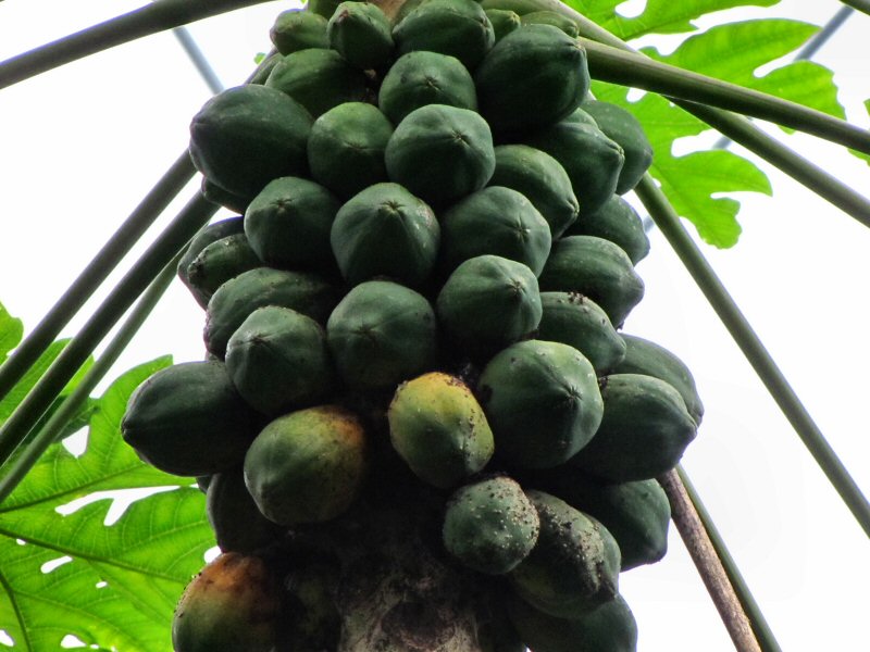 Inside the Rainforest Biome