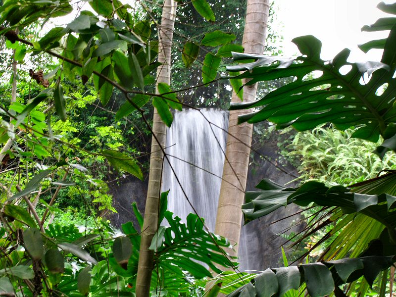 The Waterfall - Rainforest Biome