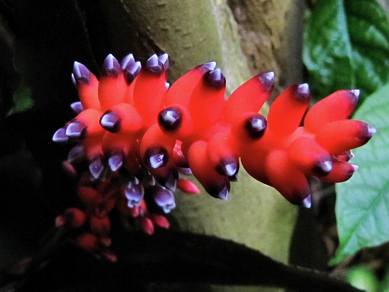 Inside the Rainforest Biome