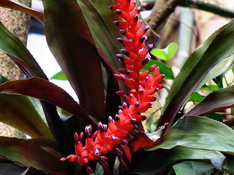 Inside the Rainforest Biome