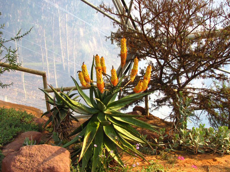 Inside the Mediterranean Biome