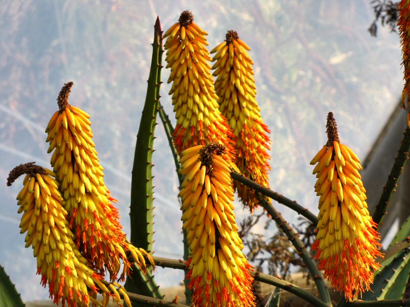 Inside the Mediterranean Biome