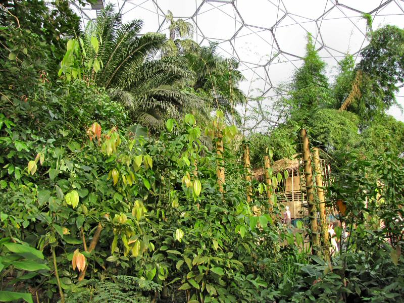 Inside the Rainforest Biome