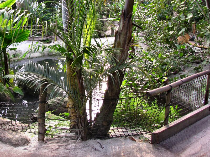 Inside the Rainforest Biome