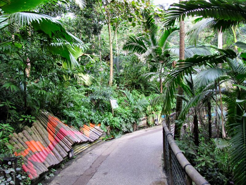 Inside the Rainforest Biome