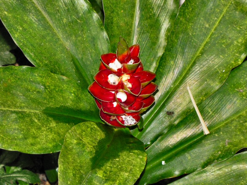 Inside the Rainforest Biome