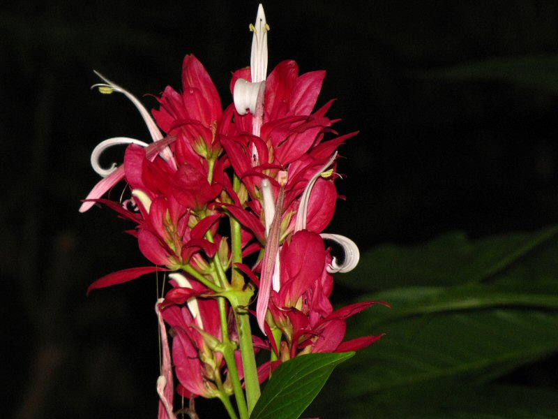 Inside the Rainforest Biome