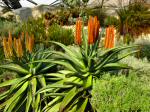 Eden project