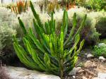 Eden project