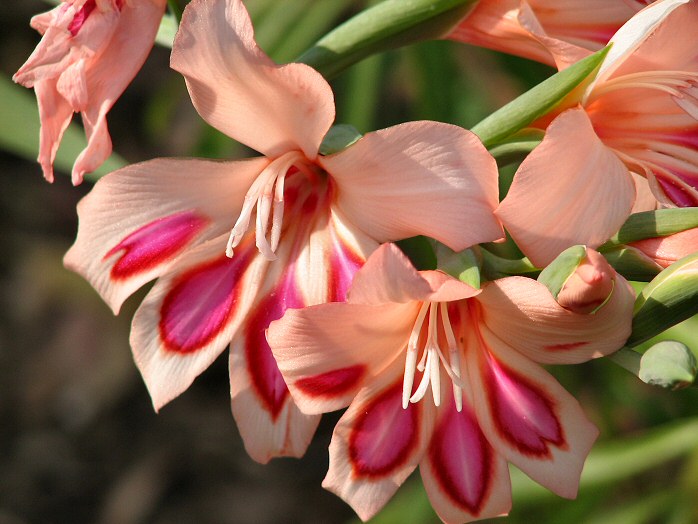 Cotehele Gardens