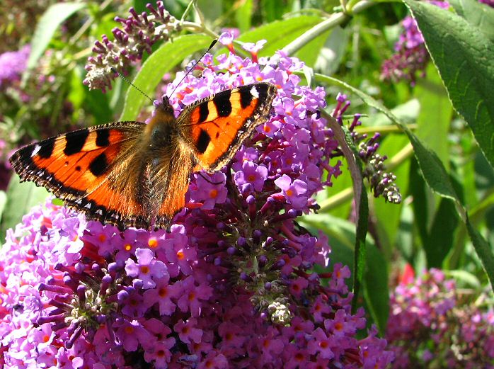 Small Tortoiseshell Cotehele Gardens