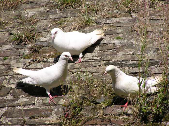 Doves, Dove Cott, Cotehele Gardens