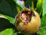 Meddlar fruit, Cotehele Gardens