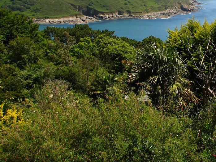 Salcombe estuary