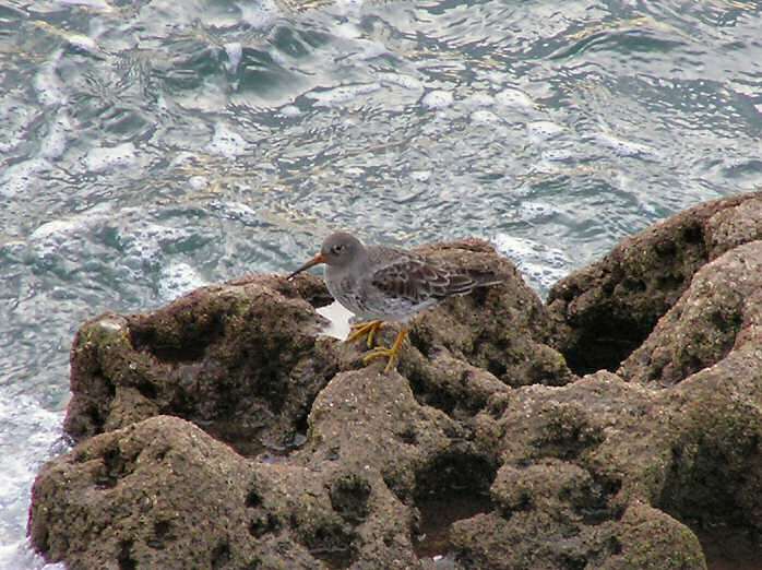 Purple sandpiper, Plymouth Sound