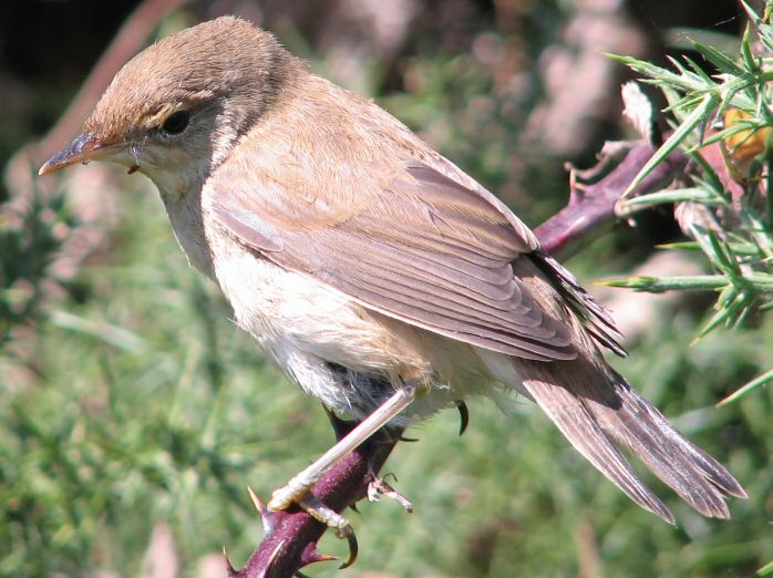 Garden Warbler Slapton ley