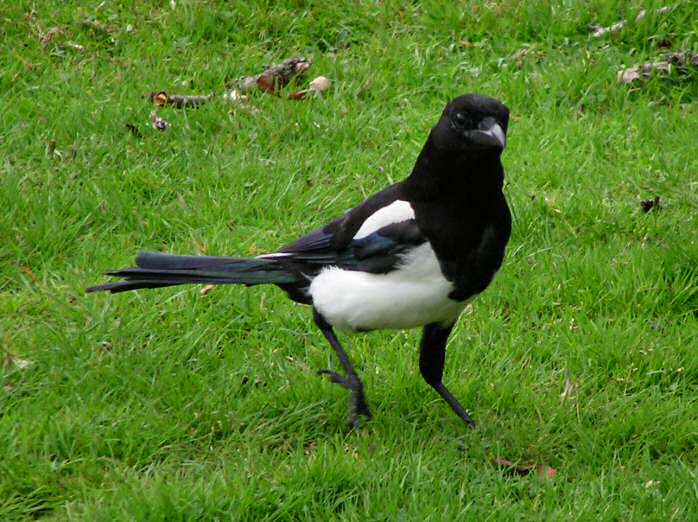 Magpie, Burrator