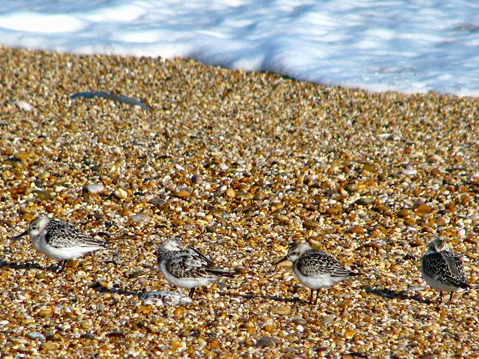Sanderling Slapton Sands