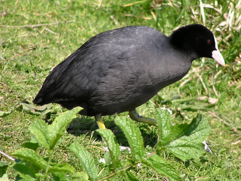 Coot, Slapton Ley