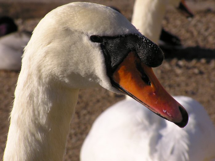 Mute Swan - Slapton Ley