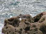 Purple Sandpiper