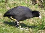 Coot