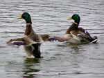 Mallards, Slapton Ley