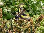 Goldfinch, Slapton Ley