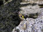 Goldfinch, Plymouth Hoe