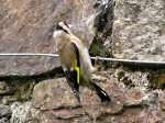 Goldfinch, Cotehele Gardens