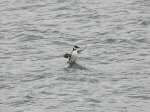 Guillemot - Plymouth Sound