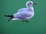 Black-headed Gull, Padstow