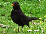 Blackbird