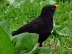 Blackbird