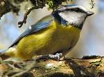 Blue Tit