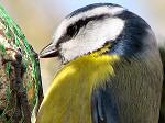 Blue Tit, Burrator, Dartmoor