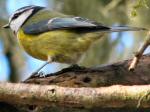 Blue Tit, Burrator, Dartmoor