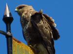 Buzzard